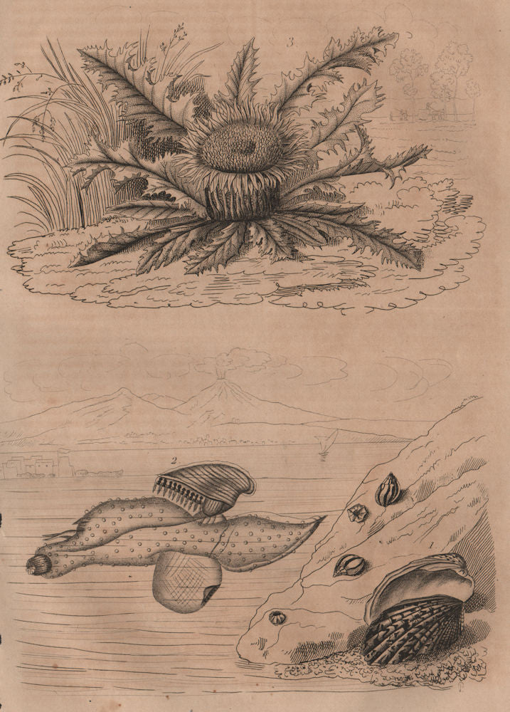 Carditis.Carinaria/Floating sea snail. Carline Thistle Carlina acanthifolia 1834